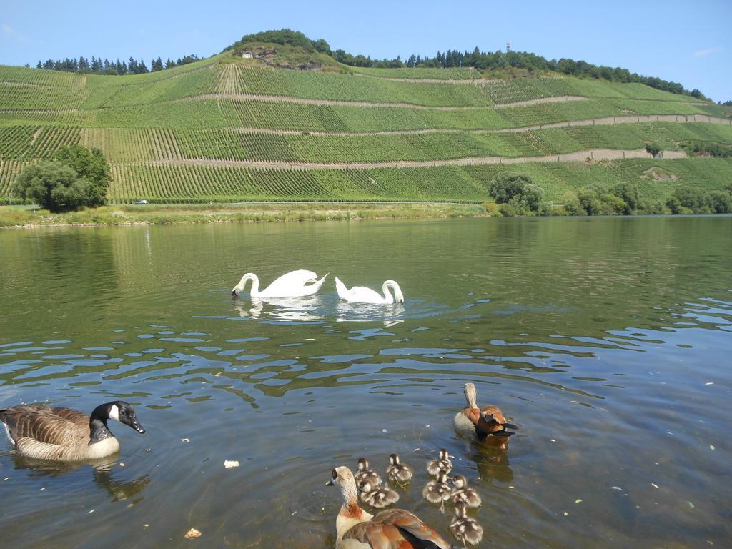 הוילה בראונברג Ferienhaus Mosel מראה חיצוני תמונה